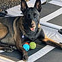 Echo is registered to the contest to win money with this photo: dog, german_shepherd, pet, toy, tennis_ball, outdoor, sunlight, relaxed, animal, bed, fence, black_and_brown, canine, playful, domestic_animal, paw, collar, tag, happy, resting