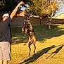 active, animal, ball, cap, catch, daytime, dog, fence, grass, jumping, man, outdoor, pet, playing, shadow, shorts, sunlight, tattoo, tree, yard