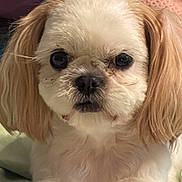 Diamond Abercrombie joined the competition — help win amazing prizes! dog, small_dog, fluffy, close_up, pet, cute, ears, eyes, fur, indoor, blanket, cushion, cozy, animal, portrait, companion, domestic_animal, face, sitting, soft