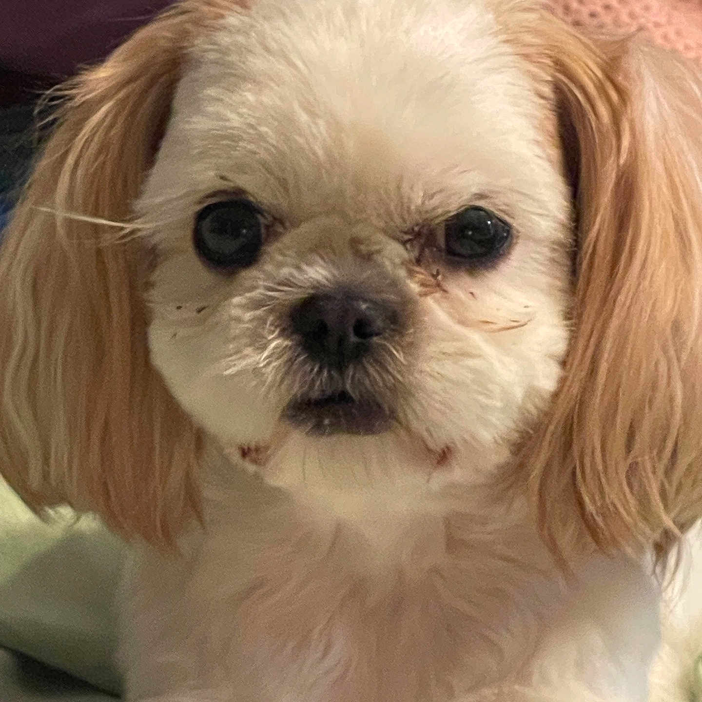Diamond Abercrombie joined the competition — help win amazing prizes! animal, blanket, close_up, companion, cozy, cushion, cute, dog, domestic_animal, ears, eyes, face, fluffy, fur, indoor, pet, portrait, sitting, small_dog, soft