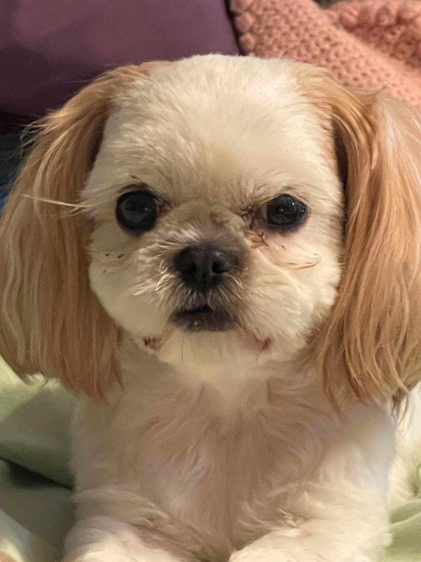 Diamond Abercrombie joined the competition — help win amazing prizes! dog, small_dog, fluffy, close_up, pet, cute, ears, eyes, fur, indoor, blanket, cushion, cozy, animal, portrait, companion, domestic_animal, face, sitting, soft