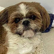 Daphne Abercrombie joined the competition — help win amazing prizes! dog, shih_tzu, pet, fluffy, brown, white, cute, lying_down, indoor, soft, fur, small_dog, close_up, resting, animal, companion, adorable, face, nose, ears
