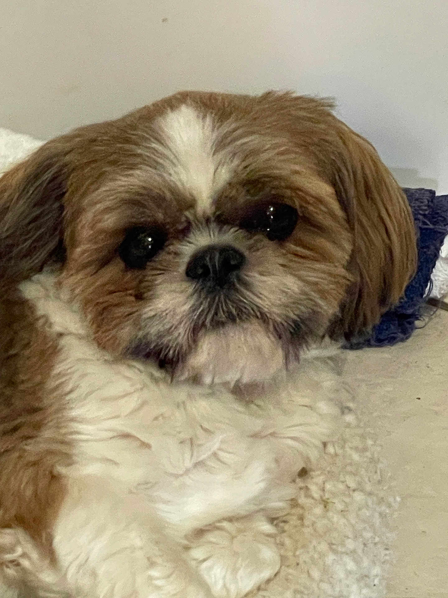 Daphne Abercrombie joined the competition — help win amazing prizes! dog, shih_tzu, pet, fluffy, brown, white, cute, lying_down, indoor, soft, fur, small_dog, close_up, resting, animal, companion, adorable, face, nose, ears