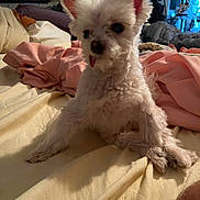 Charli Abercrombie is registered to the contest to win money with this photo: animal, bed, blanket, cozy, cute, dog, domestic, fur, furniture, indoor, living_room, pet, pink_blanket, relaxed, resting, small_dog, soft_lighting, tongue_out, white_dog, yellow_sheet
