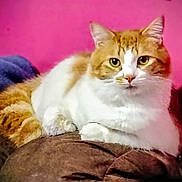 Badass is registered to the contest to win money with this photo: animal, brown_cushion, cat, cozy, cushion, cute, domestic_cat, ears, eyes, feline, fur, indoor, lying_down, orange_cat, pet, pink_wall, relaxed, resting, whiskers, white_cat