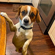 Wicket joined the competition — help win amazing prizes! animal, brown, cabinet, canine, collar, curious, dog, domestic, floor, fur, indoor, kitchen, looking_up, oven, paw, pet, standing, table, white, wood_floor