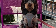 Duffy participe au concours pour gagner de l'argent avec cette photo : puppy, dog, purple_chair, harness, rope_toy, outdoor, pet, animal, sitting, leash, fence, garden, daytime, cute, young_dog, canine, fur, ears, snout, playful