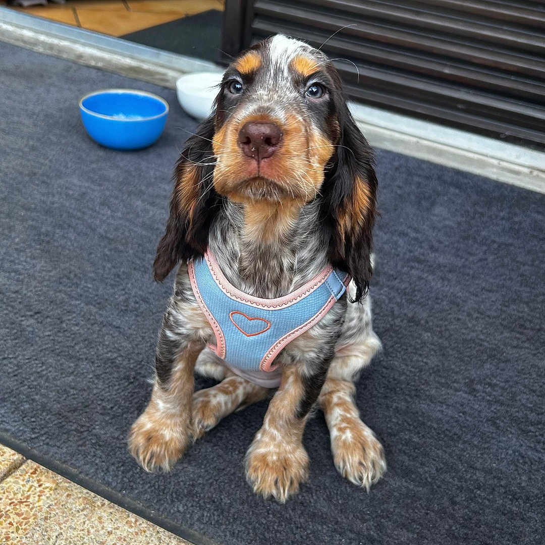 Duffy participe au concours pour gagner de l'argent avec cette photo : animal, blue_harness, bowl, cute, dog, doorway, ears, eyes, floor, fur, harness, mat, outdoor, pet, portrait, puppy, sitting, snout, whiskers, young_dog