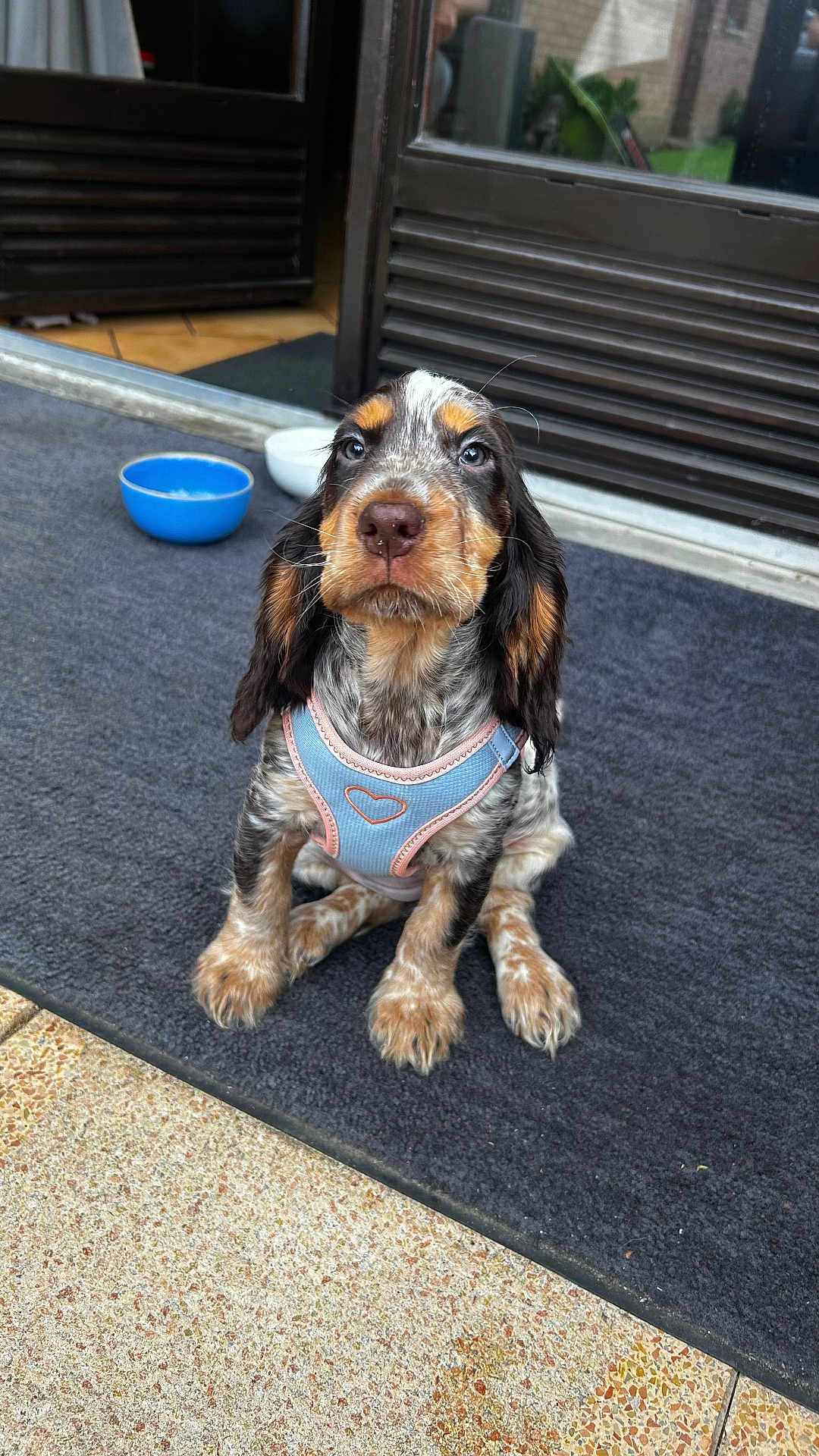 Duffy participe au concours pour gagner de l'argent avec cette photo : puppy, dog, pet, sitting, harness, blue_harness, doorway, bowl, floor, mat, outdoor, animal, cute, young_dog, fur, ears, whiskers, eyes, snout, portrait