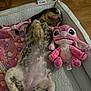 Duffy participe au concours pour gagner de l'argent avec cette photo : puppy, dog, sleeping, bed, plush_toy, pink, blanket, cozy, indoor, wooden_floor, pet, cute, relaxed, fur, animal, snuggling, toy, resting, cute_pet, sleep