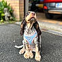 Duffy a rejoint le concours — aidez-le/la à gagner de superbes lots ! puppy, dog, pet, harness, asphalt, outdoor, brick_wall, greenery, car, garage, blurred_background, cute, young_dog, sitting, looking_up, fur, ears, tail, animal, adorable