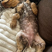 Duffy participe au concours pour gagner de l'argent avec cette photo : puppy, dog, sleeping, blanket, couch, fur, relaxing, paw, tail, cozy, indoor, resting, cute, pet, animal, soft, comfort, napping, spot, closeup