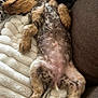 puppy, dog, sleeping, blanket, couch, fur, relaxing, paw, tail, cozy, indoor, resting, cute, pet, animal, soft, comfort, napping, spot, closeup