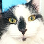 cat, close_up, party_hat, black_and_white, fluffy, yellow_eyes, pet, costume, celebration, indoor, cute, feline, portrait, whiskers, fur, animal, holiday, costumed_pet, adorable, face