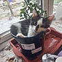 Gizmo joined the competition — help win amazing prizes! kitten, cat, flower_pot, plant, window, soil, tray, price_tags, indoor, black_and_white, pet, curious, small, feline, container, messy, greenery, playful, close_up, domestic