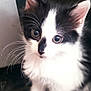 Gizmo is registered to the contest to win money with this photo: kitten, cat, black_and_white, whiskers, fluffy, cute, indoor, pet, young, fur, small, animal, portrait, curious, ears, eyes, feline, sitting, closeup, adorable