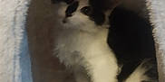 Gizmo joined the competition — help win amazing prizes! cat, black_and_white, cat_tree, furniture, indoor, pet, animal, curious, fuzzy, cozy, resting, cute, small, fluffy, house, sitting, fur, whiskers, paw, home