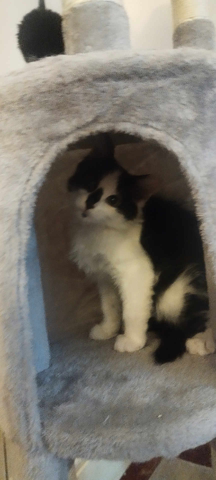 Gizmo joined the competition — help win amazing prizes! cat, black_and_white, cat_tree, furniture, indoor, pet, animal, curious, fuzzy, cozy, resting, cute, small, fluffy, house, sitting, fur, whiskers, paw, home