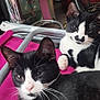 cat, black_and_white_cat, feline, pet, indoor, chair, pink_chair, relaxed, whiskers, ears, floor, fan, metal_frame, domestic_animal, cute, animal, two_cats, face_markings, resting, household
