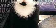 Digit is registered to the contest to win money with this photo: cat, kitten, black_and_white, tuxedo_cat, white_paws, pink_nose, whiskers, indoor, wooden_floor, cage, metal_tray, close_up, pet, feline, curious, young, animal, domestic, cute, portrait