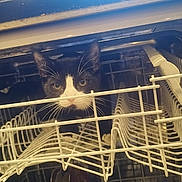 Digit is registered to the contest to win money with this photo: cat, dishwasher, kitchen, appliance, black_and_white, pet, curious, indoor, animal, exploring, rack, open_door, whiskers, feline, household, cabinet, metal, white, cleaning, curiosity