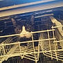 cat, dishwasher, kitchen, appliance, black_and_white, pet, curious, indoor, animal, exploring, rack, open_door, whiskers, feline, household, cabinet, metal, white, cleaning, curiosity