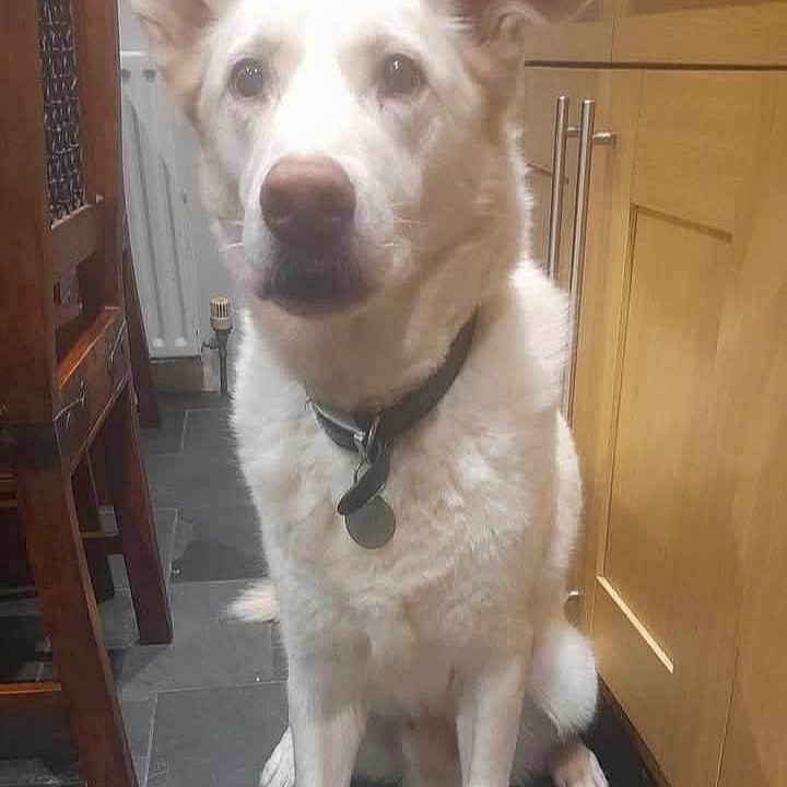 Alfie is registered to the contest to win money with this photo: animal, collar, dog, domestic_animal, ears, eyes, face, floor, furniture, indoor, kitchen, mammal, nose, paw, pet, sitting, tail, tile_floor, white_dog, wooden_cabinet