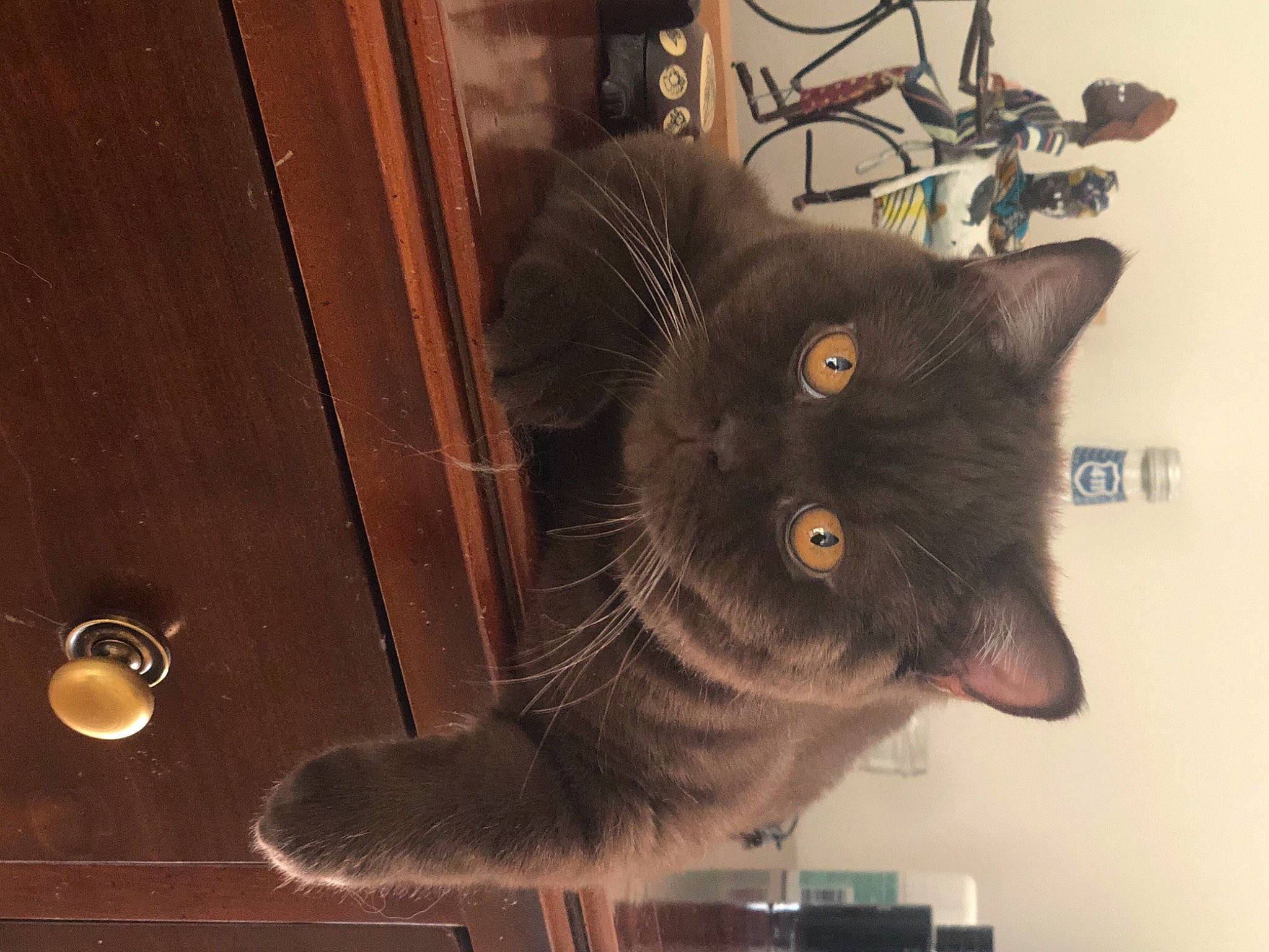 Rocco participe au concours pour gagner de l'argent avec cette photo : black_cat, carnivore, cat, claw, domestic_short_haired_cat, felidae, fur, hardwood, paw, room, small_to_medium_sized_cats, tail, terrestrial_animal, varnish, whiskers, window, wood, wood_stain