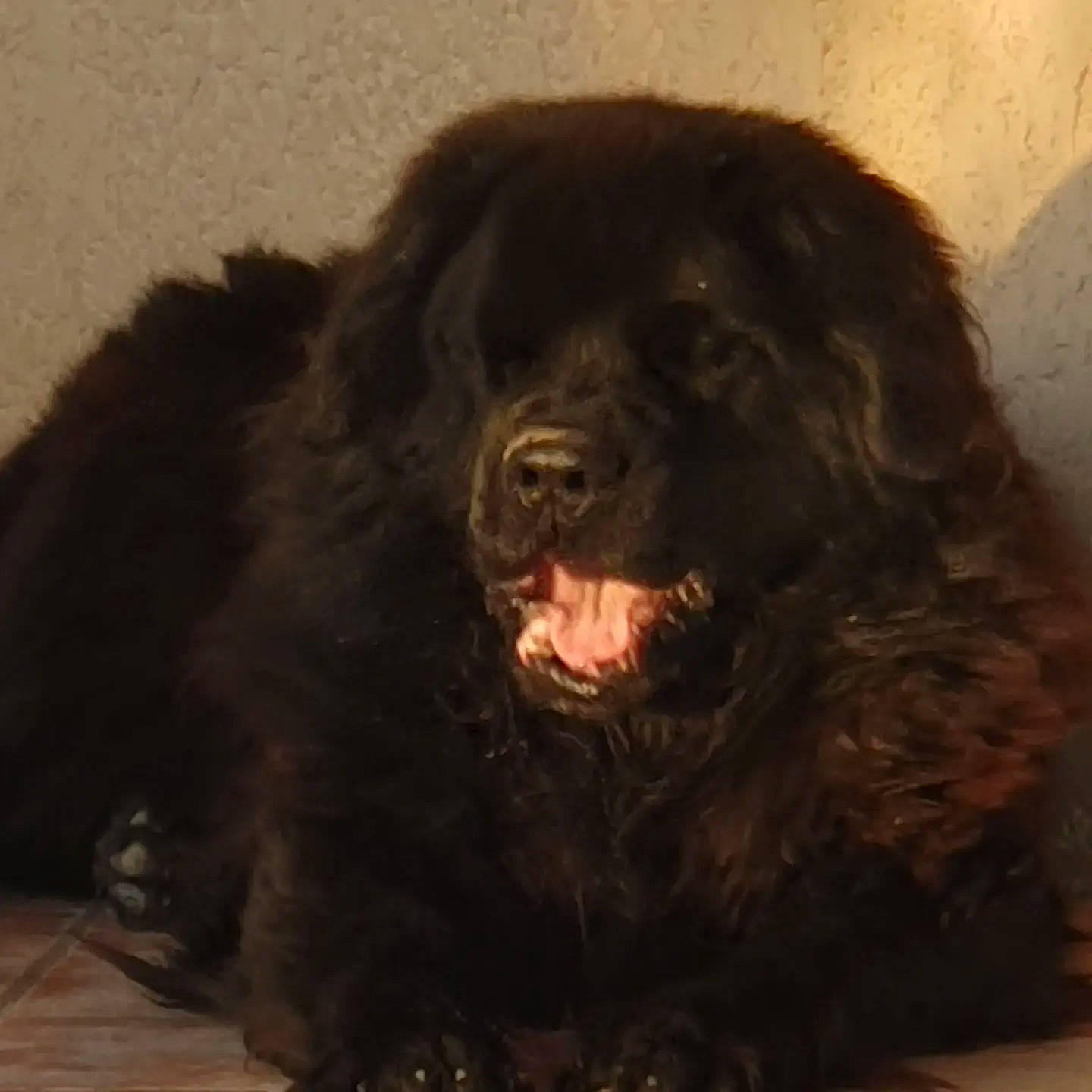 Héliot a rejoint le concours — aidez-le/la à gagner de superbes lots ! biting, canidae, carnivore, companion_dog, dog, dog_breed, fur, gaddi_kutta, giant_dog_breed, liver, snout, sporting_group, terrestrial_animal, working_animal, working_dog