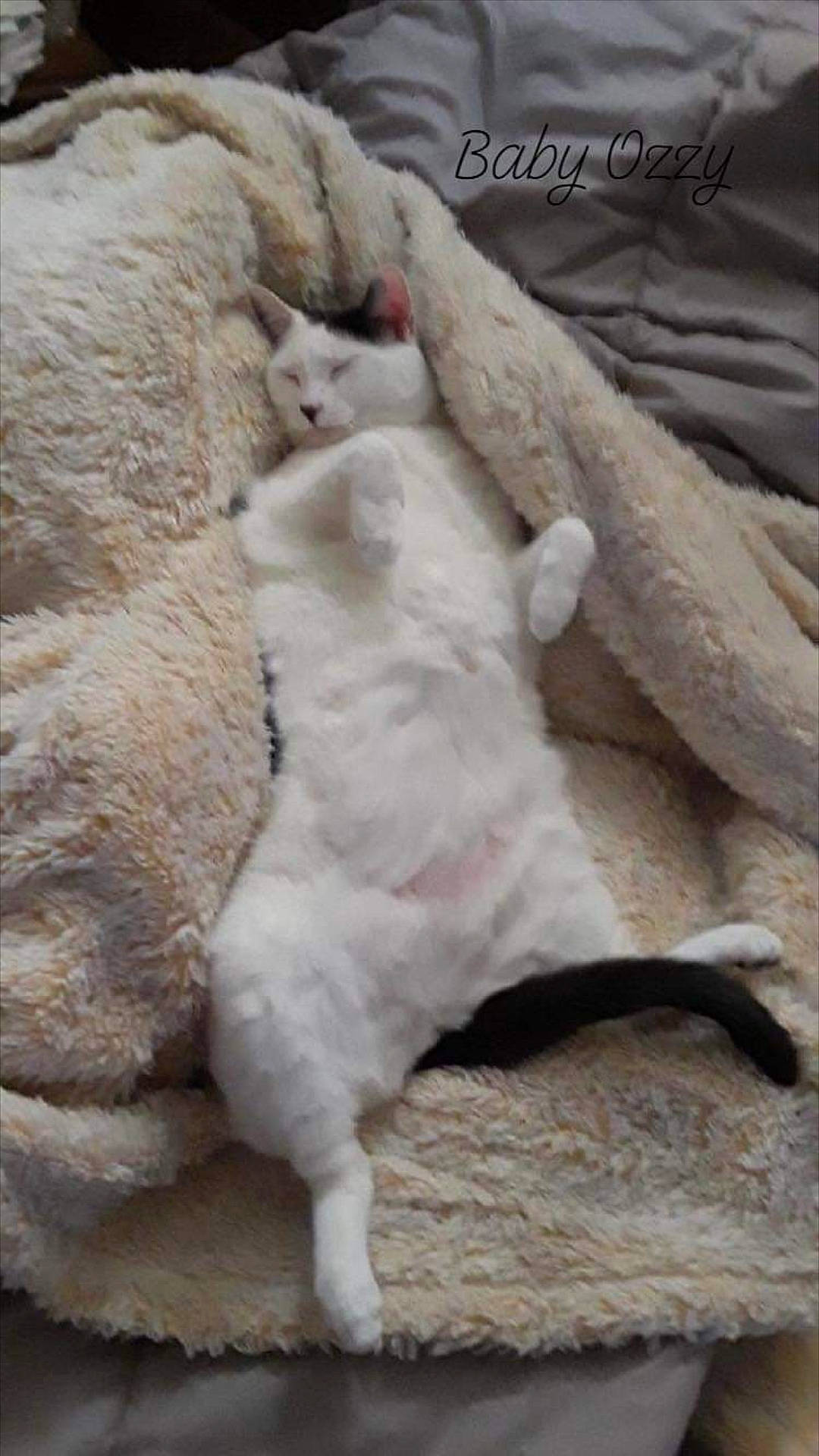 Ozzy is registered to the contest to win money with this photo: canidae, carnivore, cat, claw, comfort, companion_dog, dog_breed, fawn, felidae, fur, linens, nap, paw, small_to_medium_sized_cats, sporting_group, tail, terrestrial_animal, whiskers, wood