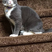 Smokey joined the competition — help win amazing prizes! cat, gray_cat, white_paws, staircase, carpeted_stairs, pet, animal, indoor, feline, sitting, looking, alert, house, domestic_cat, whiskers, ears, tail, collar, pet_tag, fur