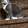 cat, gray_cat, white_paws, staircase, carpeted_stairs, pet, animal, indoor, feline, sitting, looking, alert, house, domestic_cat, whiskers, ears, tail, collar, pet_tag, fur