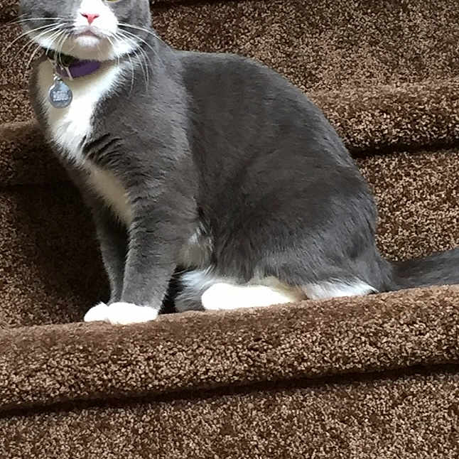 Smokey joined the competition — help win amazing prizes! alert, animal, carpeted_stairs, cat, collar, domestic_cat, ears, feline, fur, gray_cat, house, indoor, looking, pet, pet_tag, sitting, staircase, tail, whiskers, white_paws