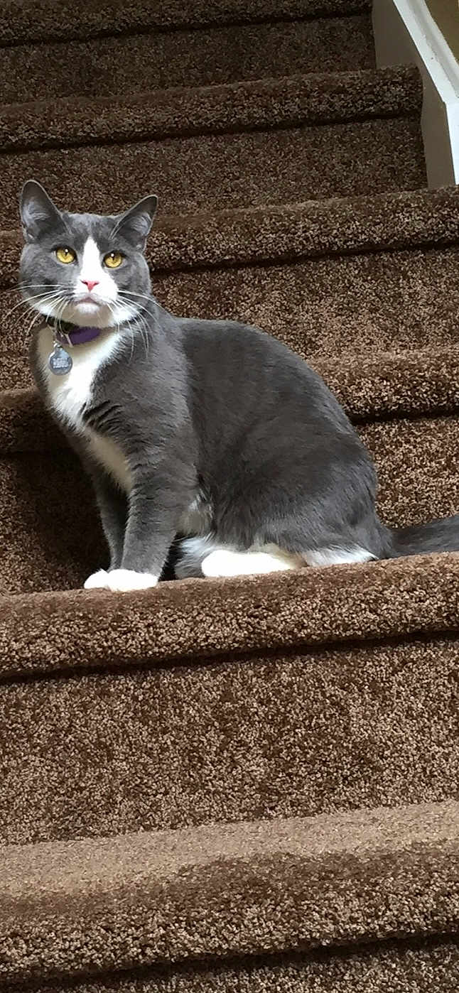Smokey