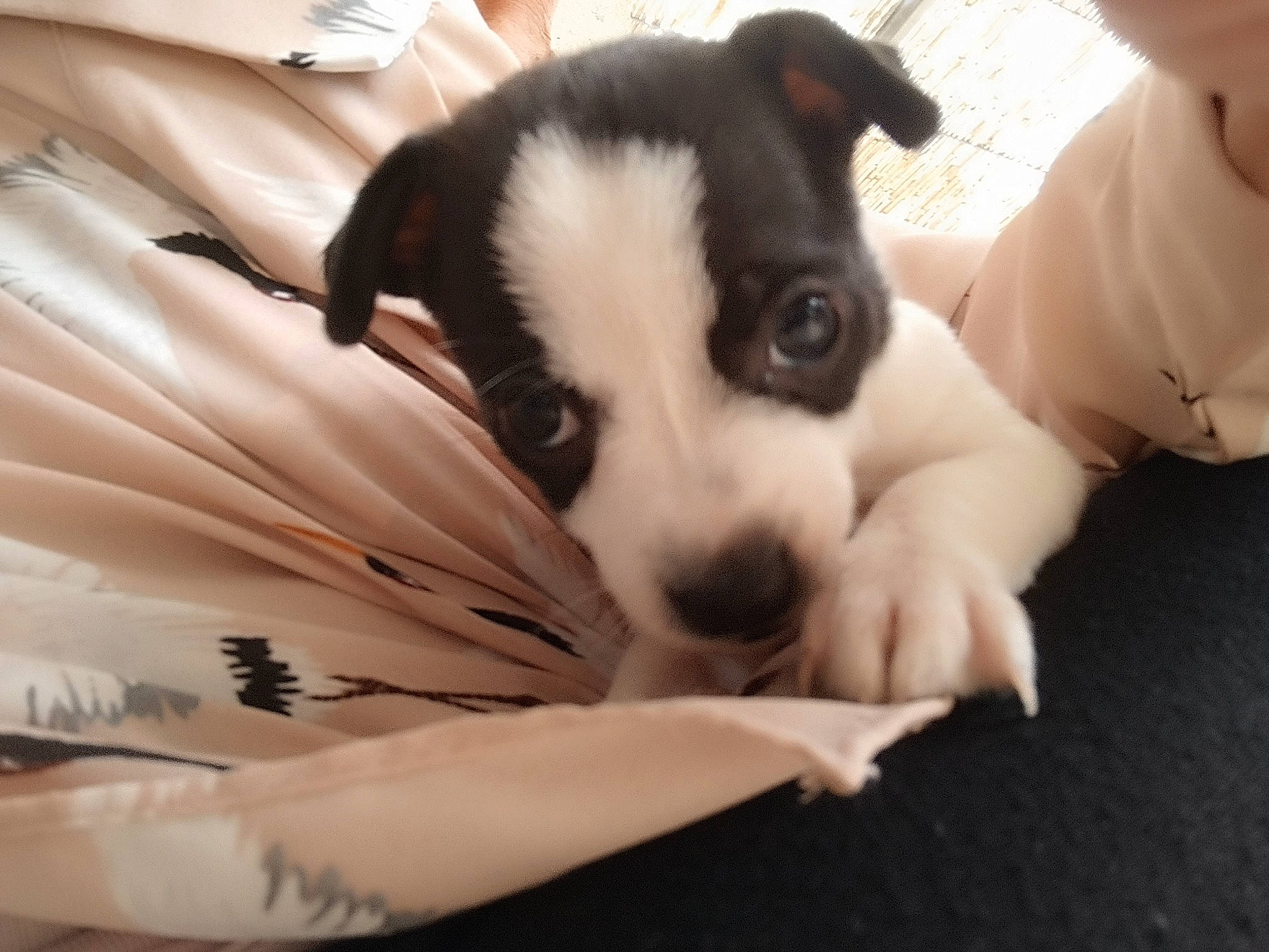 Tina a rejoint le concours — aidez-le/la à gagner de superbes lots ! boston_terrier, canidae, carnivore, comfort, companion_dog, couch, dog, dog_breed, fur, nap, non_sporting_group, paw, puppy, puppy_love, snout, sporting_group, terrestrial_animal, toy_dog, whiskers, working_animal