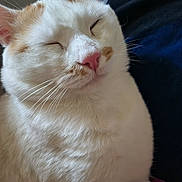 Aron a rejoint le concours — aidez-le/la à gagner de superbes lots ! cat, sleeping, fluffy, cream_fur, orange_patches, pink_nose, whiskers, closed_eyes, pet, animal, close_up, portrait, relaxed, cozy, indoors, soft_fur, feline, cute, resting, peaceful