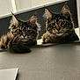 alert, animals, cat, companions, curious, cute, ears, feline, fluffy, fur, home, indoor, ledges, looking, maine_coon, pets, portrait, tail, two, whiskers