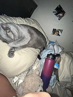 Alina joined the competition — help win amazing prizes! canidae, carnivore, comfort, companion_dog, dog_breed, fawn, felidae, fur, human_leg, plastic_bag, pug, room, sitting, small_to_medium_sized_cats, sporting_group, tail, toy_dog, water_bottle, whiskers, wrinkle