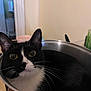 cat, tuxedo_cat, pet, animal, indoor, pot, kitchen, black_and_white, whiskers, curious, domestic_cat, feline, container, household, close_up, looking_up, ears, fur, face, wide_eyes