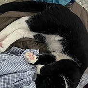 Skarlet is registered to the contest to win money with this photo: cat, black_and_white, sleeping, paw, fur, clothing, fabric, pink_paw_pads, curled_up, resting, indoor, cozy, soft, relaxed, pet, animal, domestic_cat, close_up, texture, comfort