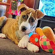 Bruno is registered to the contest to win money with this photo: puppy, dog, brindle, couch, toy, plush_toy, indoor, pet, animal, paw, face, ears, nose, gumball_machine, television, home, furniture, cute, lying_down, curious