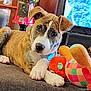 puppy, dog, brindle, couch, toy, plush_toy, indoor, pet, animal, paw, face, ears, nose, gumball_machine, television, home, furniture, cute, lying_down, curious