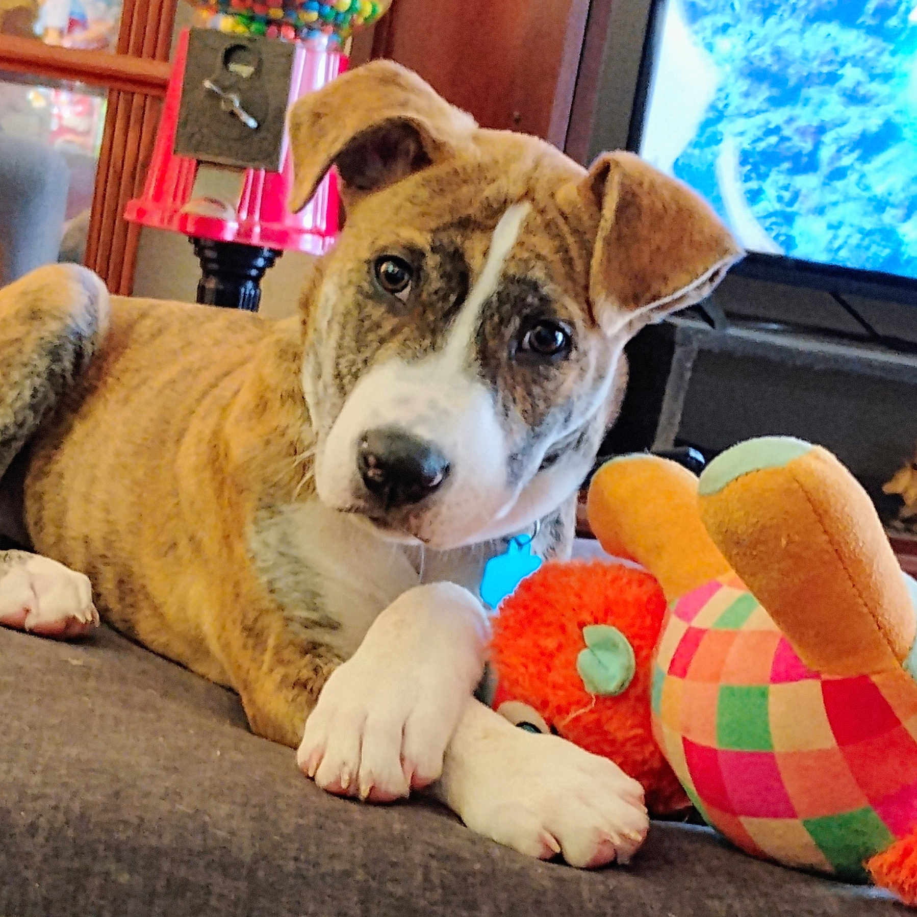 Bruno is registered to the contest to win money with this photo: animal, brindle, couch, curious, cute, dog, ears, face, furniture, gumball_machine, home, indoor, lying_down, nose, paw, pet, plush_toy, puppy, television, toy