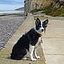 Kenza a rejoint le concours — aidez-le/la à gagner de superbes lots ! dog, black_and_white, sitting, seaside, beach, rocks, cliff, concrete_path, ocean, sky, outdoor, nature, pet, collar, fur, alert, calm, landscape, coast, daytime