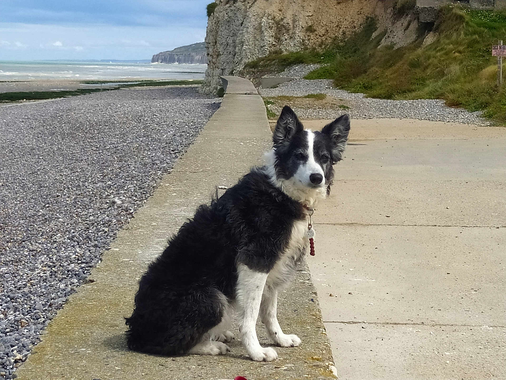 Kenza a rejoint le concours — aidez-le/la à gagner de superbes lots ! dog, black_and_white, sitting, seaside, beach, rocks, cliff, concrete_path, ocean, sky, outdoor, nature, pet, collar, fur, alert, calm, landscape, coast, daytime