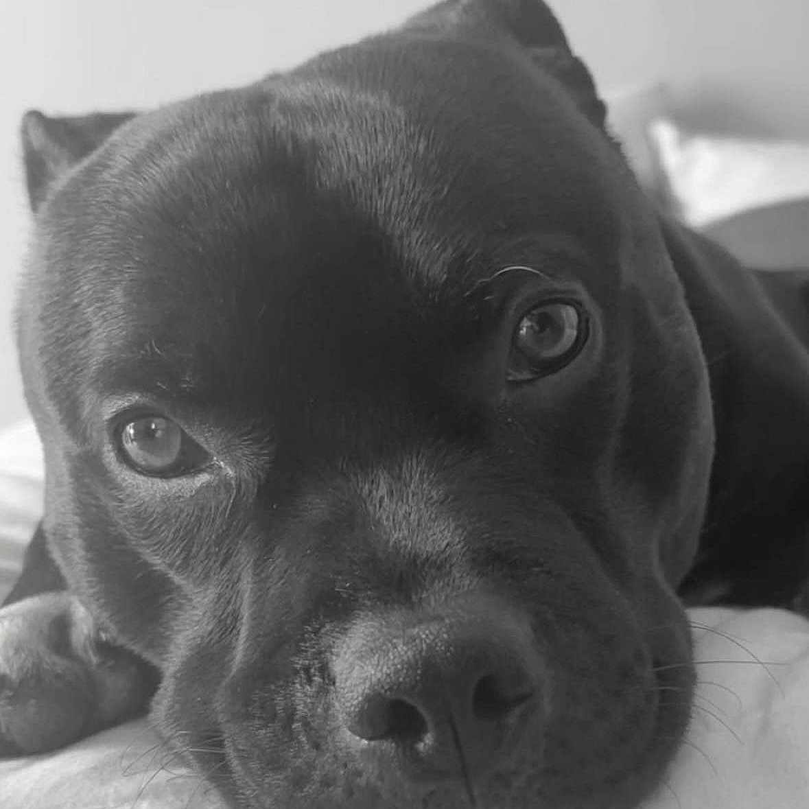 Kimbo