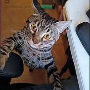 Kenya is registered to the contest to win money with this photo: cat, tabby, indoor, curious, yellow_eyes, feline, pet, stretching, desk, chair, wooden_floor, whiskers, close_up, looking_up, animal, domestic_cat, striped, ears, claws, home