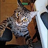 cat, tabby, indoor, curious, yellow_eyes, feline, pet, stretching, desk, chair, wooden_floor, whiskers, close_up, looking_up, animal, domestic_cat, striped, ears, claws, home