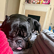 Darth Vader joined the competition — help win amazing prizes! black_dog, blanket, close_up, cozy, cute, dog, figurines, fireplace, fur, home, indoor, living_room, mantel, pet, relaxed, resting, sleeping, snout, tongue_out, towel