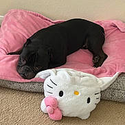 Darth Vader joined the competition — help win amazing prizes! dog, black_dog, pet_bed, blanket, pink_blanket, hello_kitty, plush_toy, carpet, indoor, relaxed, sleepy, cozy, soft, animal, cute, resting, home, floor, toy, companion